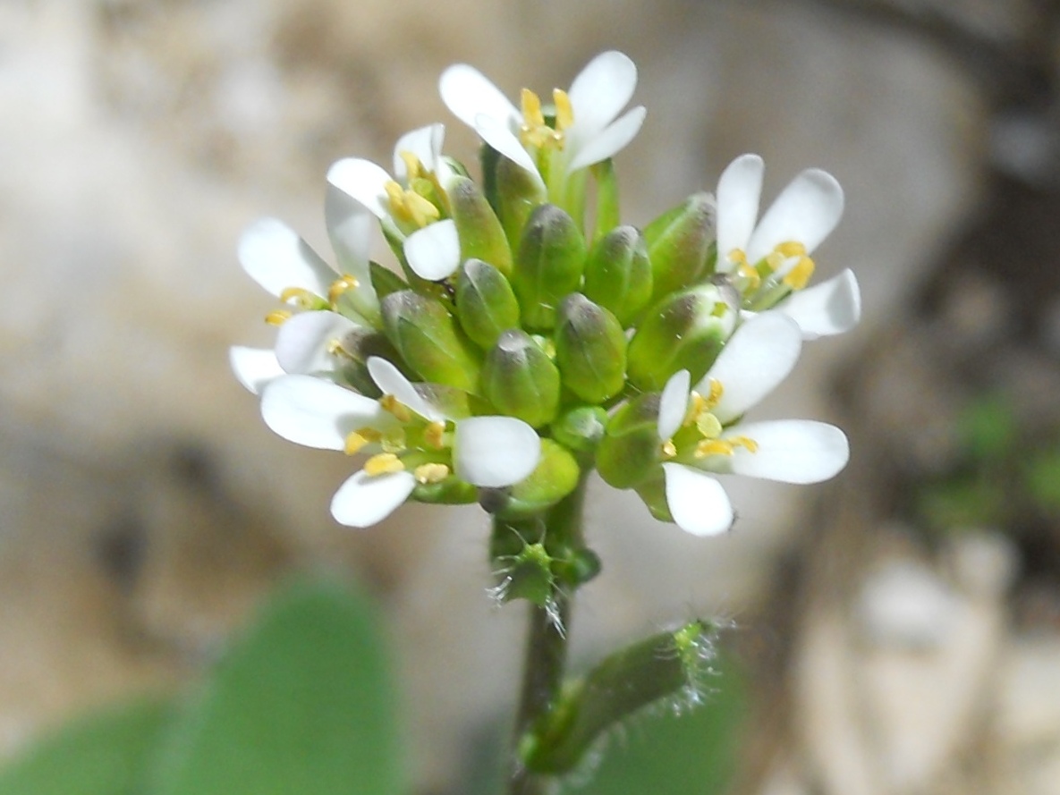 Fiore bianco 3 - Arabis sp.